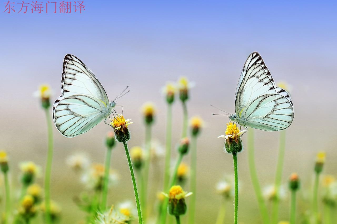 营销创译